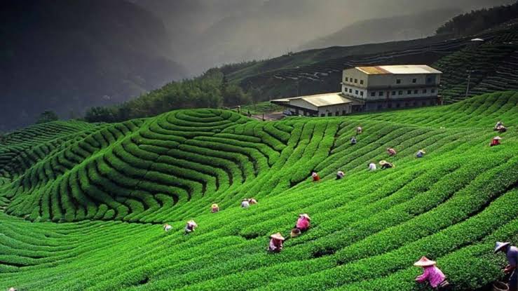 Misty Hills of Darjeeling gallery image 3