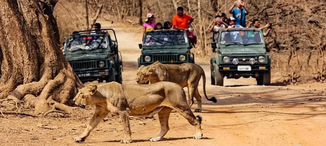 Gir Wildlife Escape