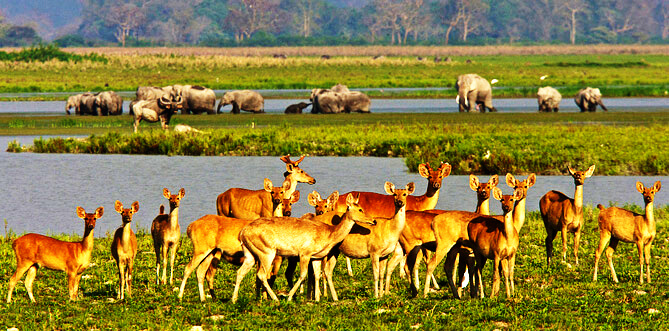 The Meghalaya Wildlife & Hills Experience gallery image 3