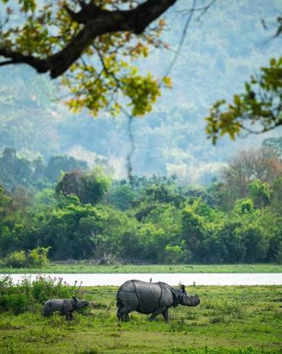 The Meghalaya Wildlife & Hills Experience