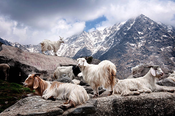 Magical Ladakh Tour
